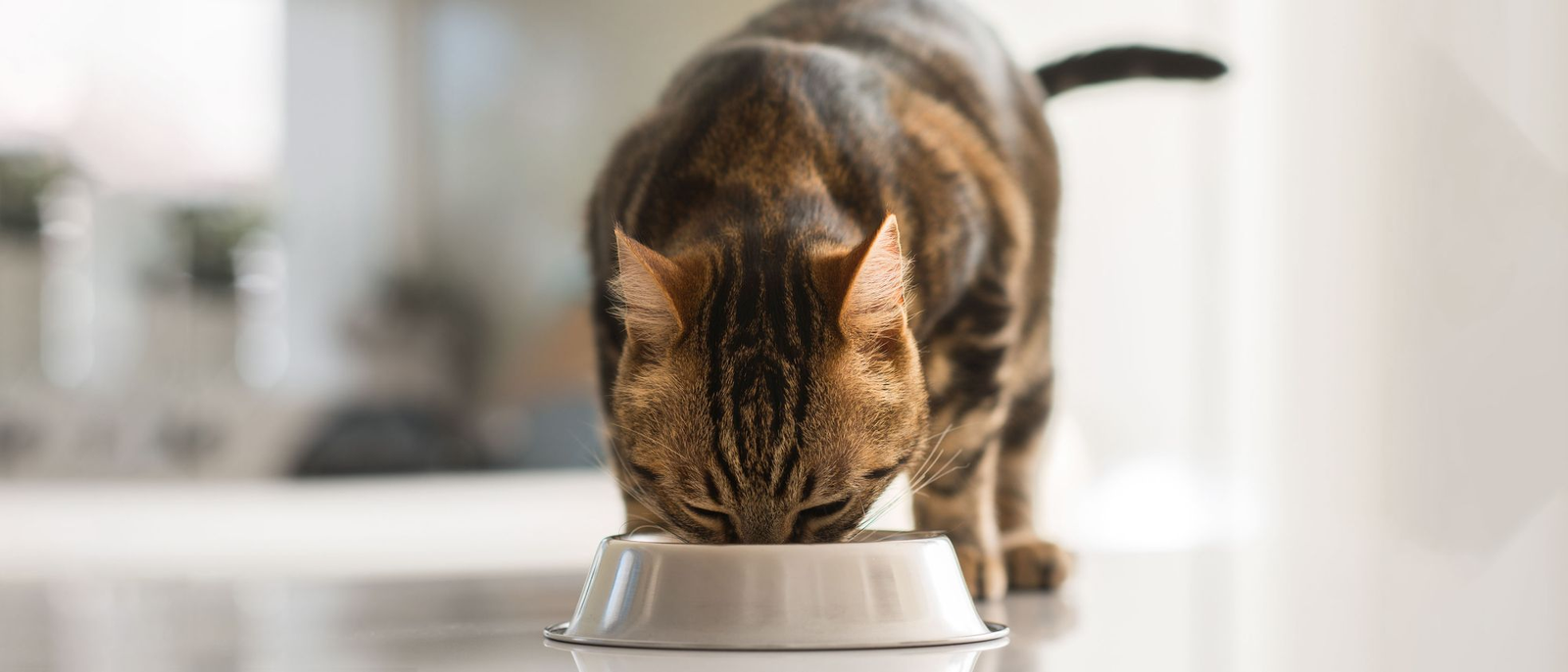 Homemade Cat Food Recipes: Are They Safe?