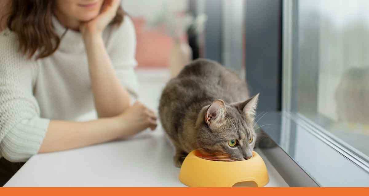 Addressing Food Allergies in Cats: Symptoms and Solutions