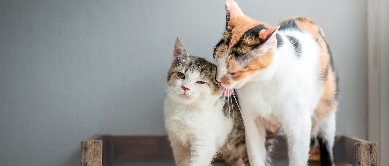 Adopting vs. Buying a Cat: What’s the Best Option?