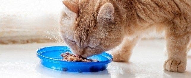 All You Need to Know About Cat Food Storage