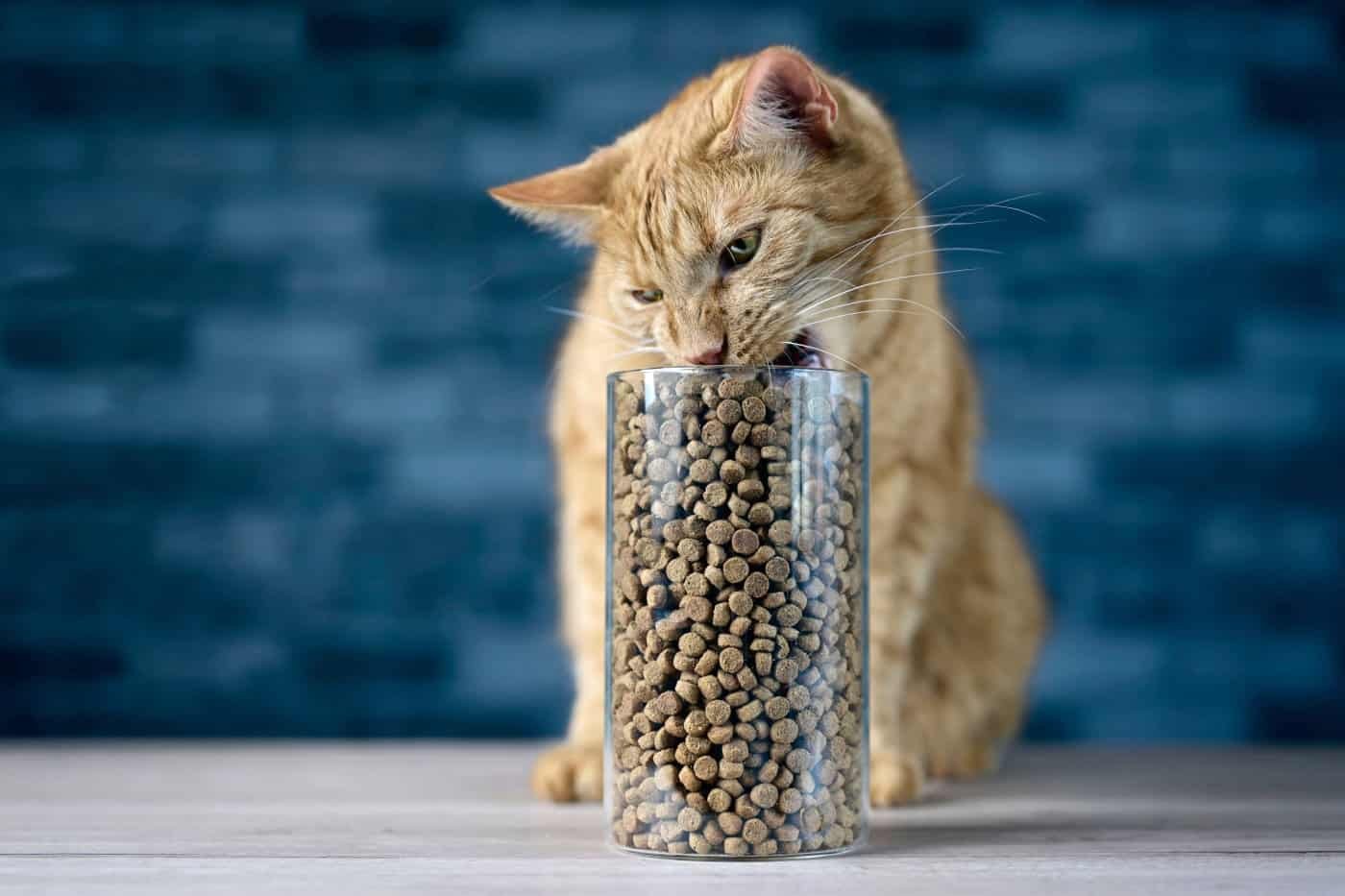 All You Need to Know About Cat Food Storage