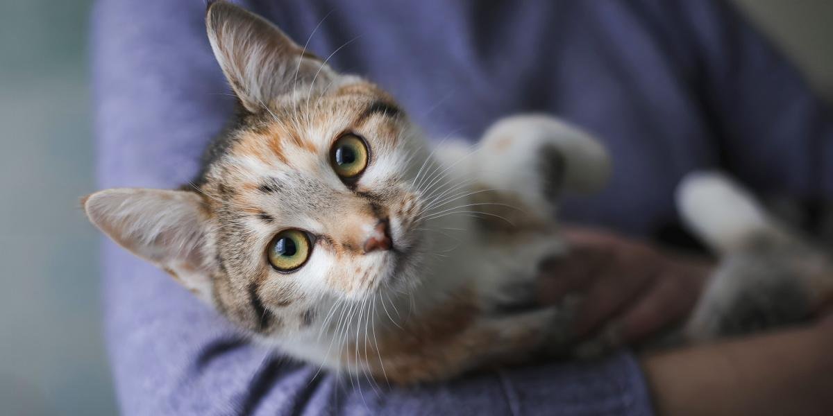 Are Female Cats Friendlier? Exploring Cat Personality Myths