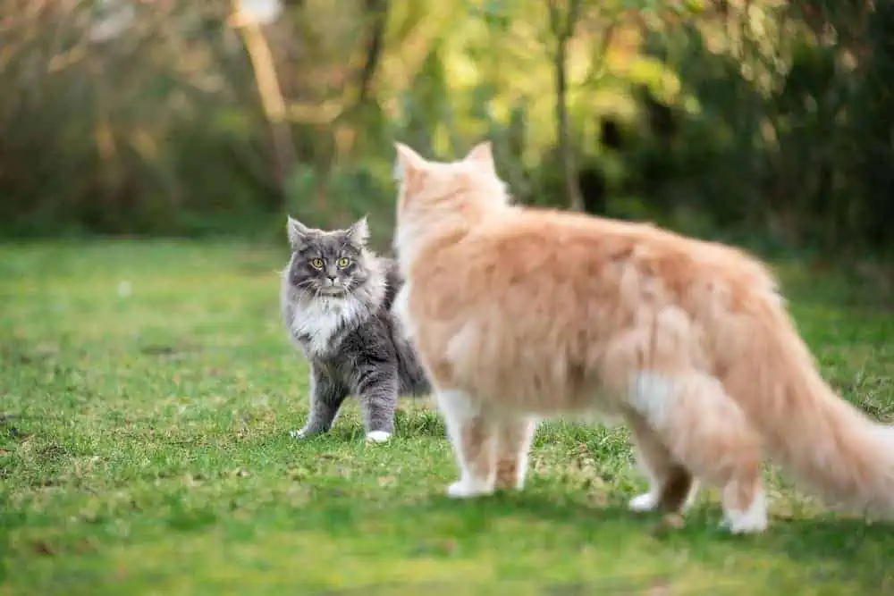 Are Female Cats Friendlier? Exploring Cat Personality Myths