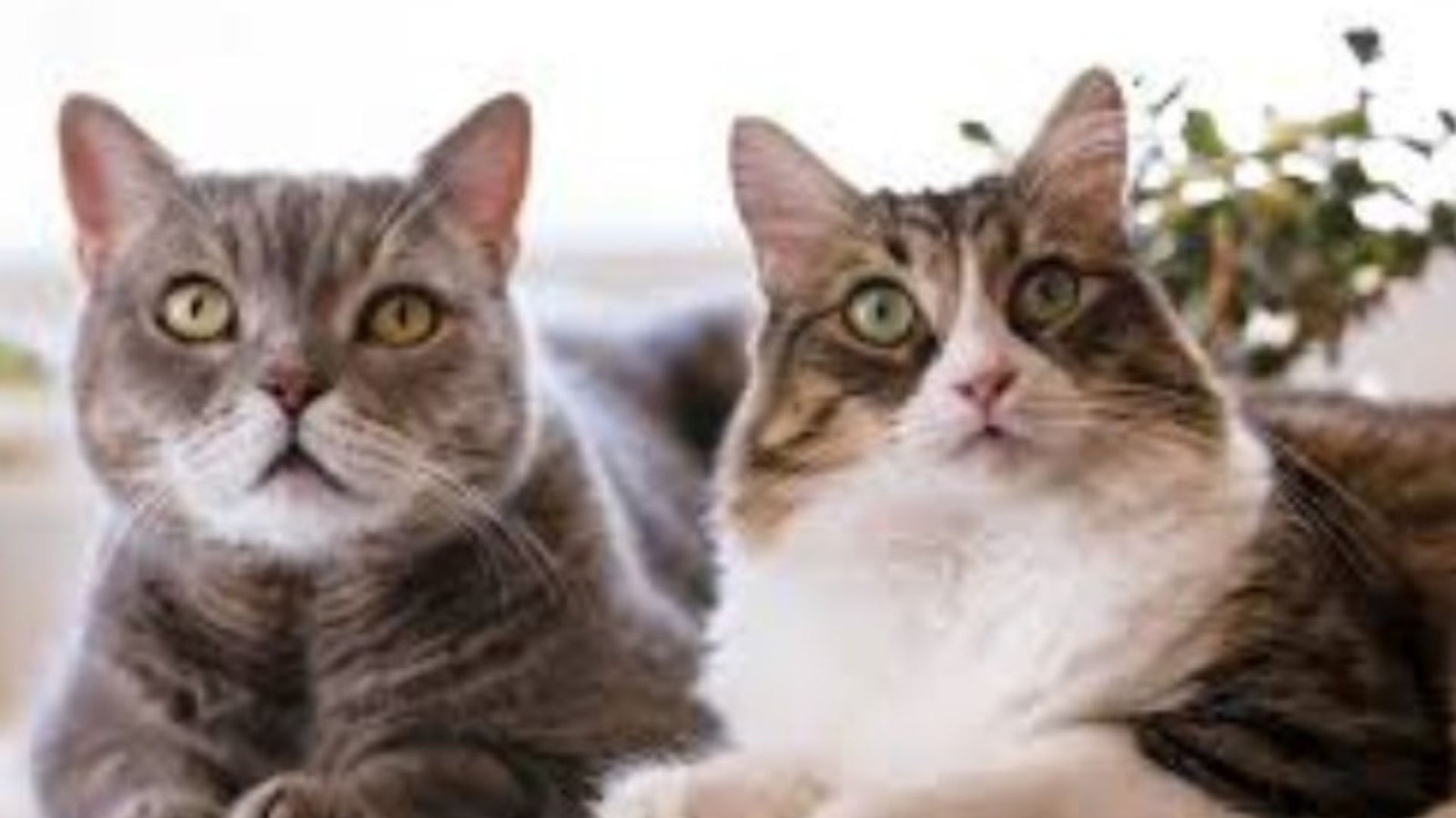 Behavioral Traits of Male Cats