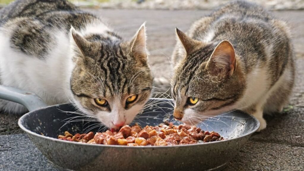 Benefits of Organic Cat Food