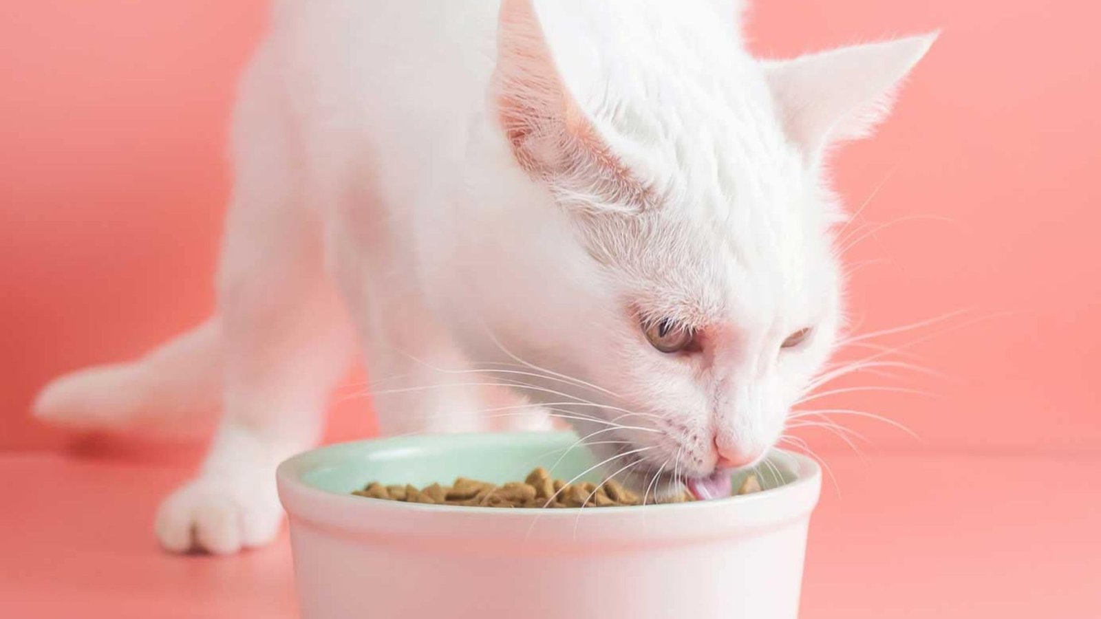 Benefits of Organic Cat Food(1)