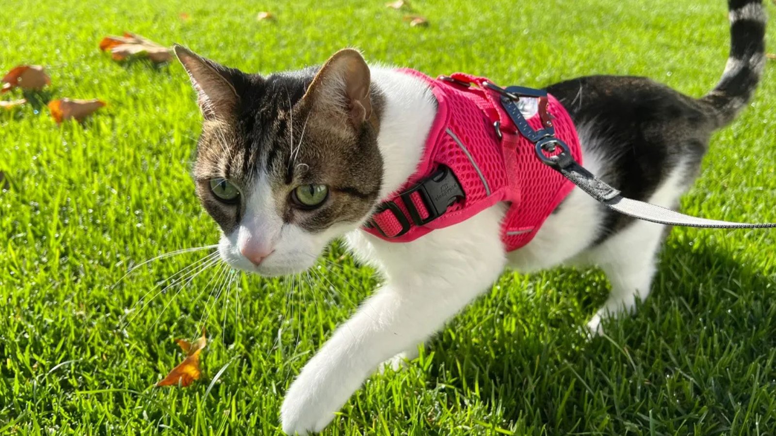 Best Cat Accessories For Outdoor Adventures