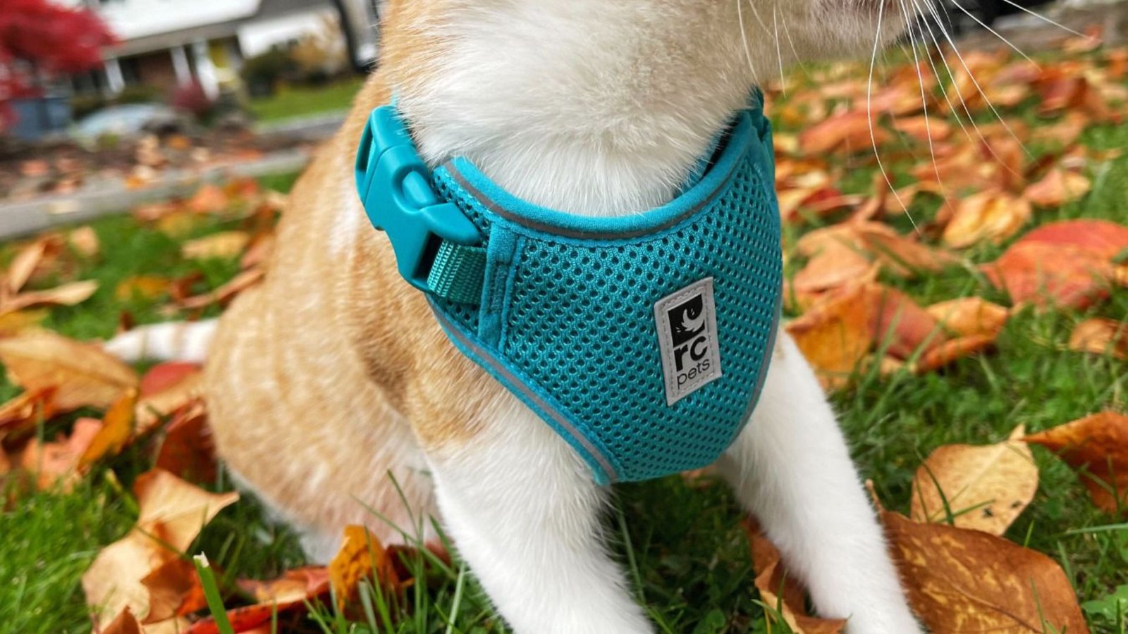 Best Cat Accessories For Outdoor Adventures