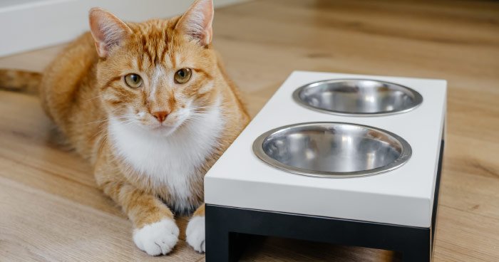 Best Cat Accessories for a Comfortable Home