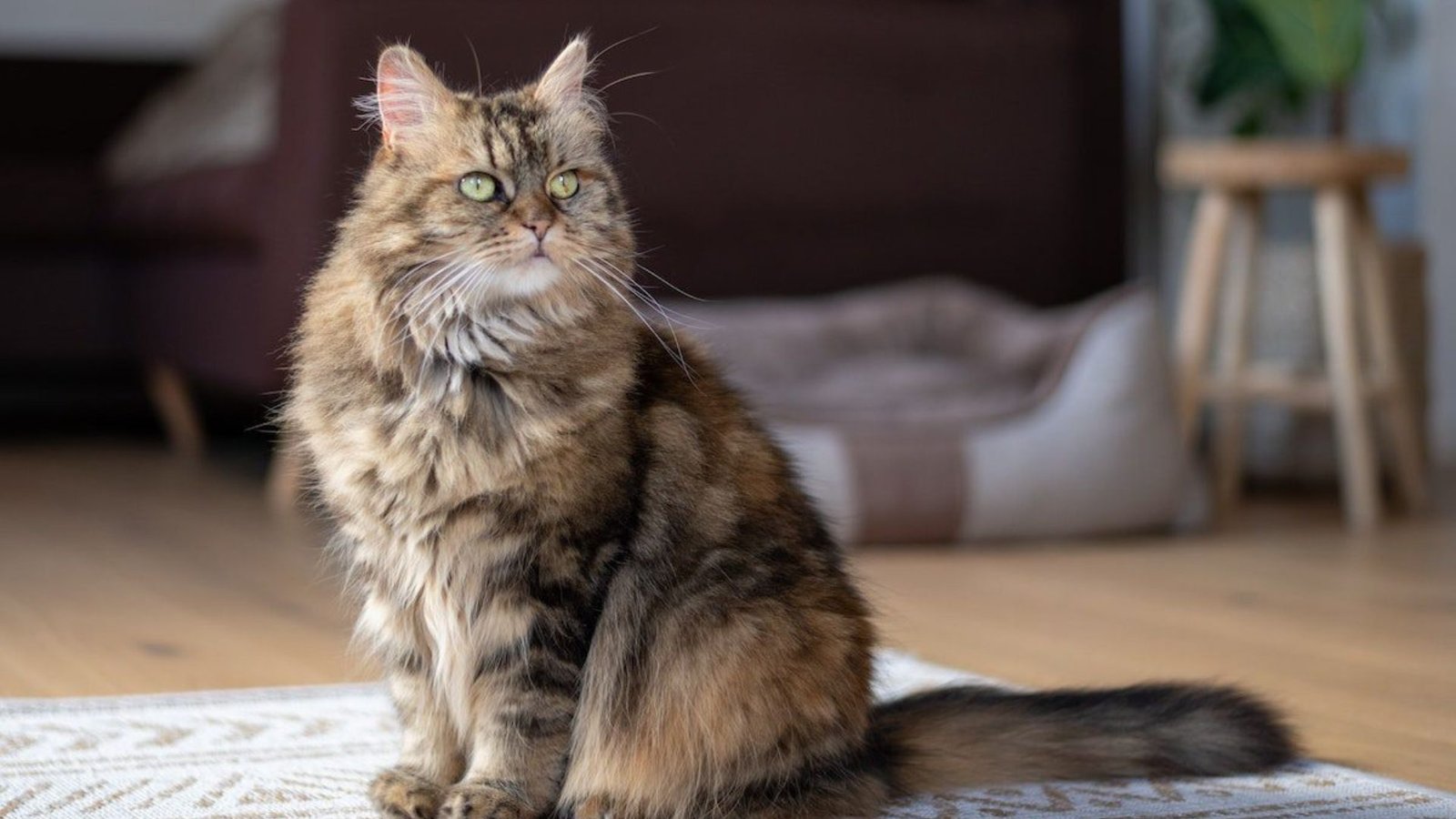 Best Cat Breeds For Apartment Living