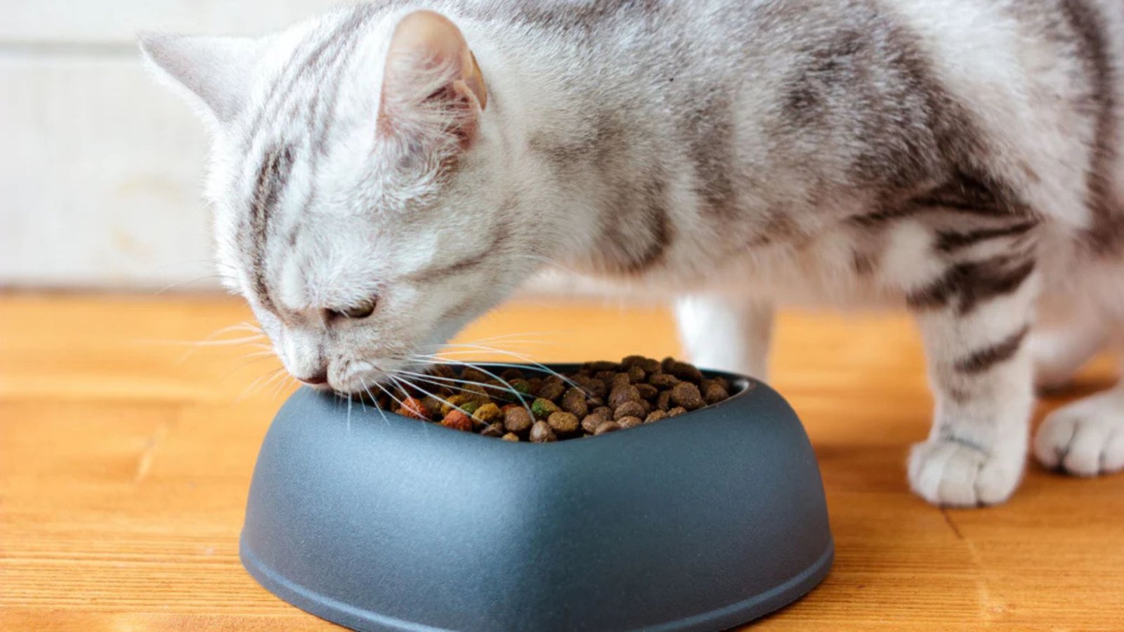 Best Cat Food For Sensitive Stomach