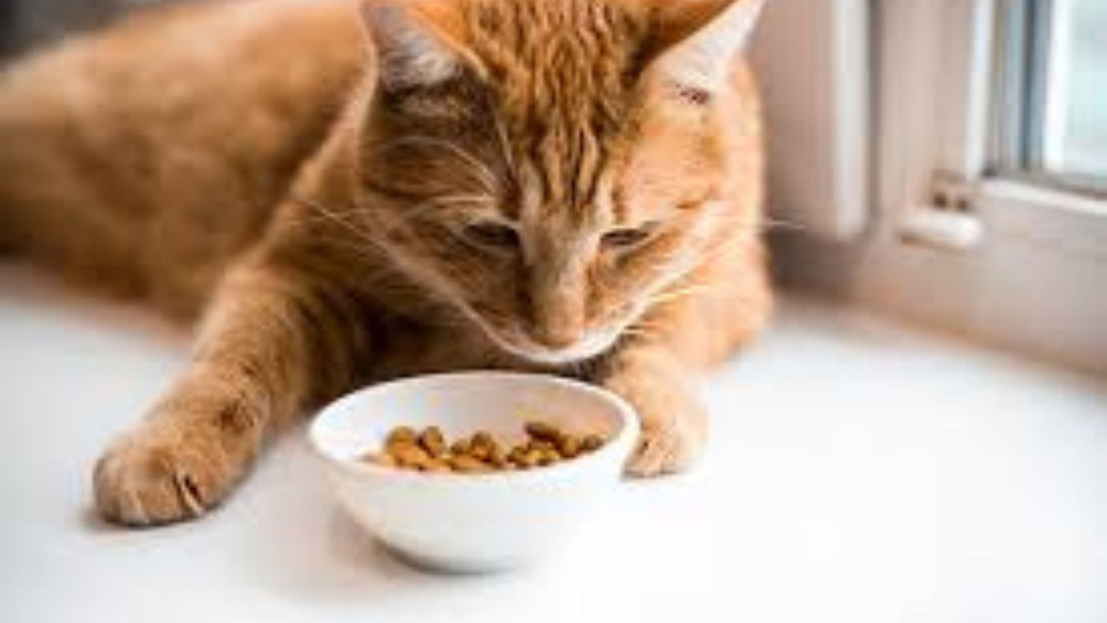 Best Cat Food For Sensitive Stomachs.