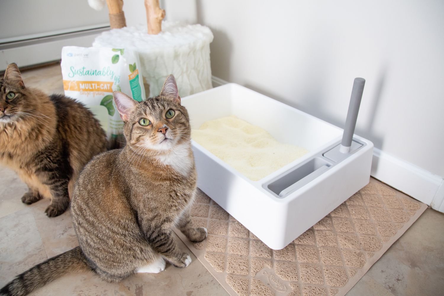 Best Litter Boxes for Different Cat Breeds..