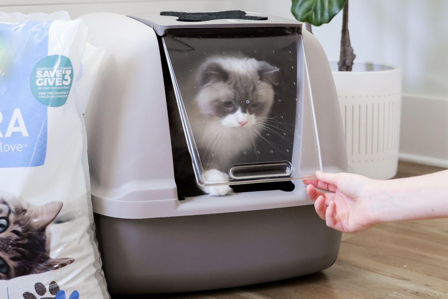 Best Litter Boxes for Different Cat Breeds..