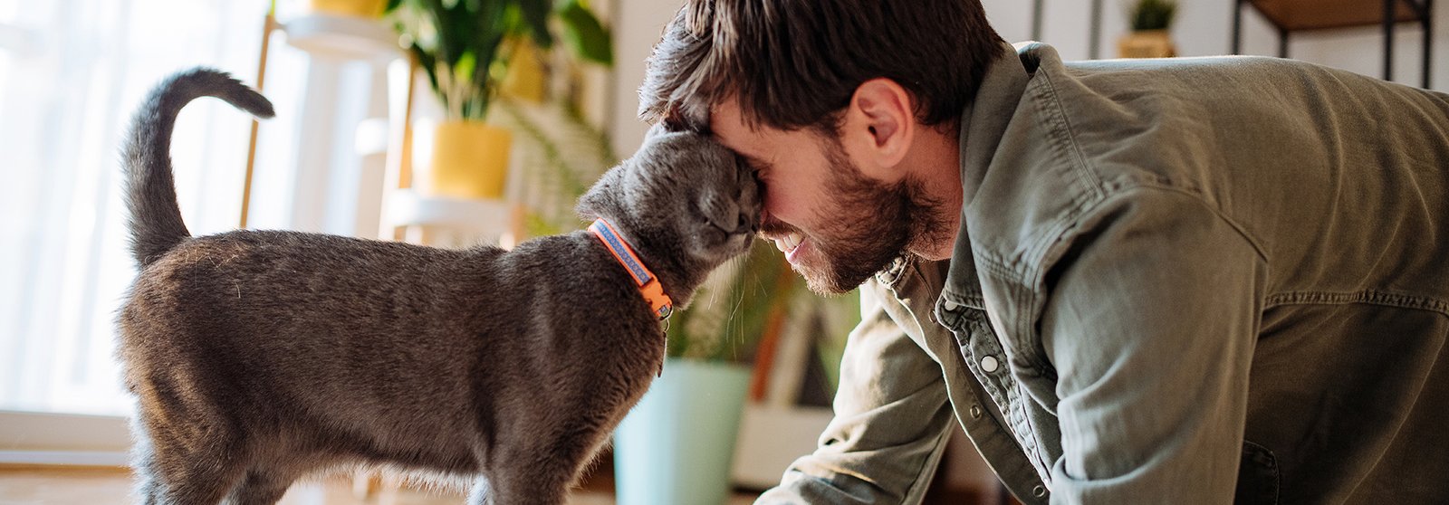 Bonding with a Male Cat: Building a Strong Relationship