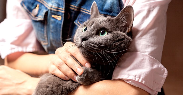 Bonding with a Male Cat: Building a Strong Relationship