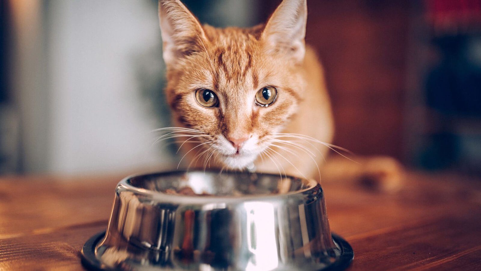 Can I Feed My Cat Homemade Food