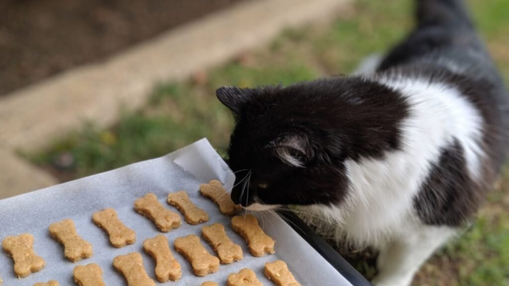 Cat Treats: Healthy Options for Your Pet