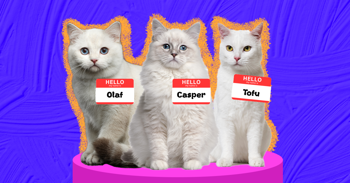 Popular Names for Male Cats