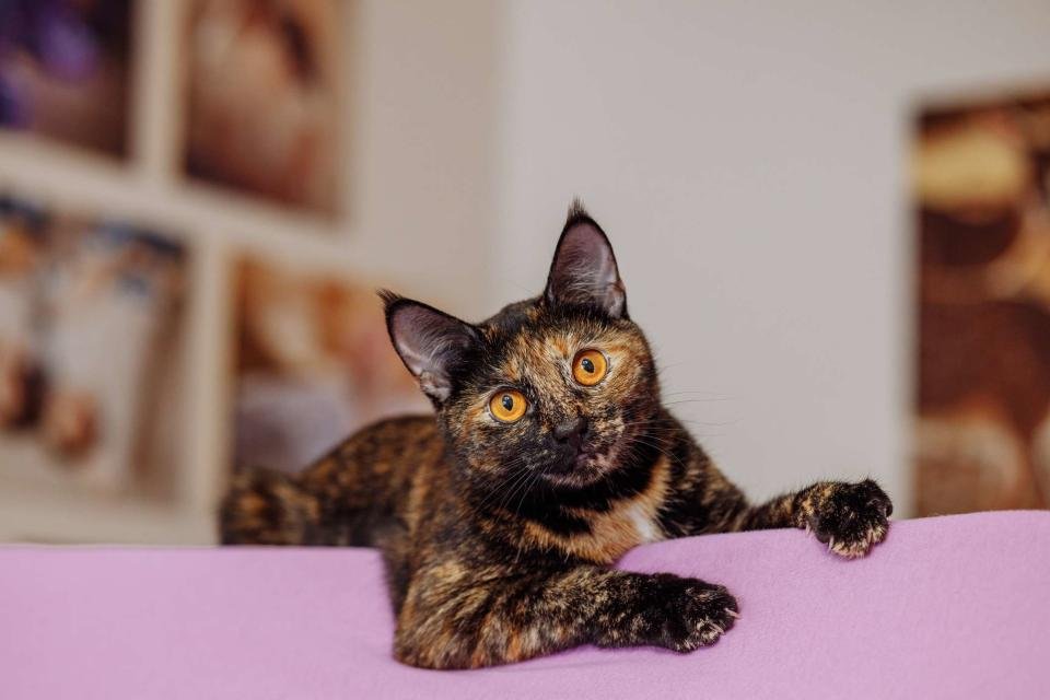 Choosing a Name for Your Female Cat: Ideas and Inspiration