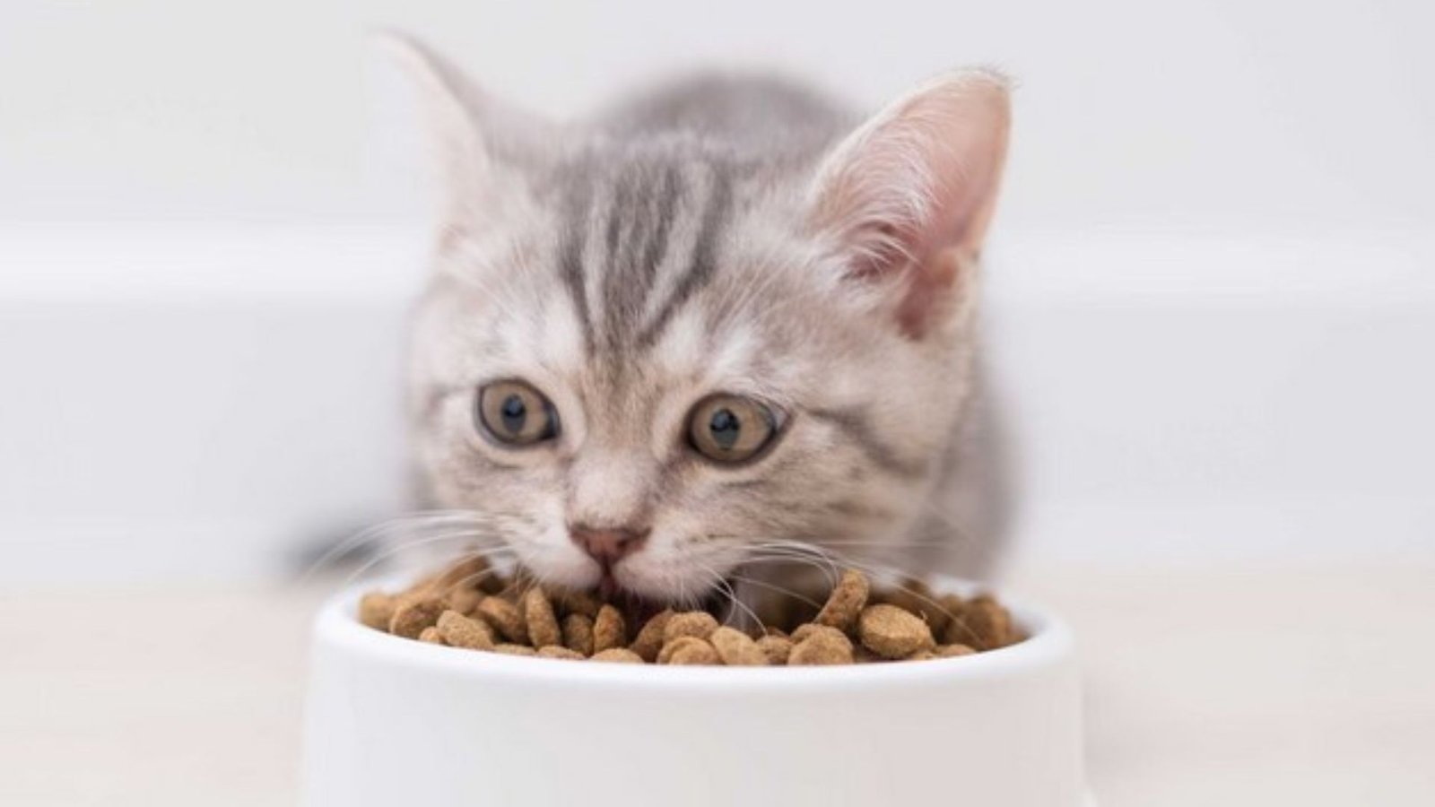 Choosing the Right Diet for Your Cat’s Age and Needs