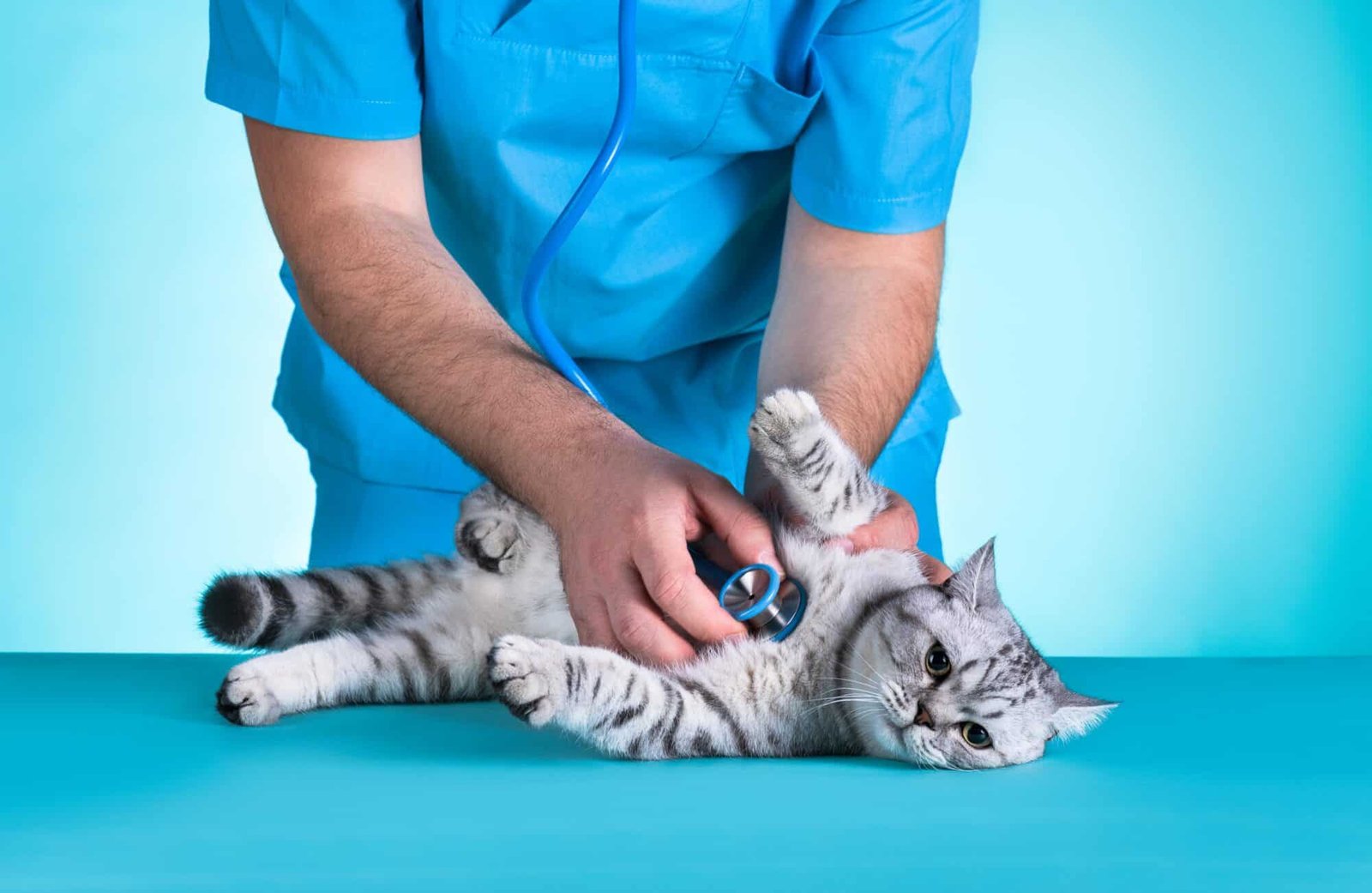 Common Health Issues in Cats and How to Prevent Them