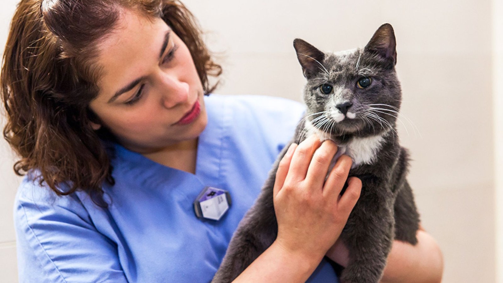 Common Health Issues in Female Cats