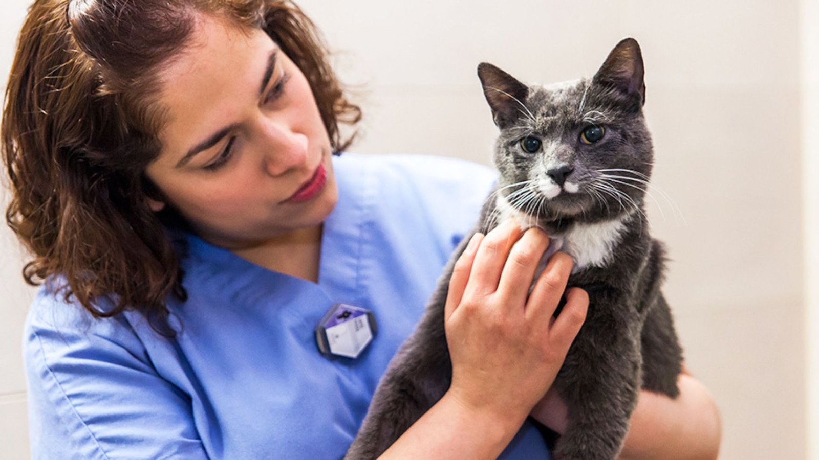 Common Health Problems Found In Cats