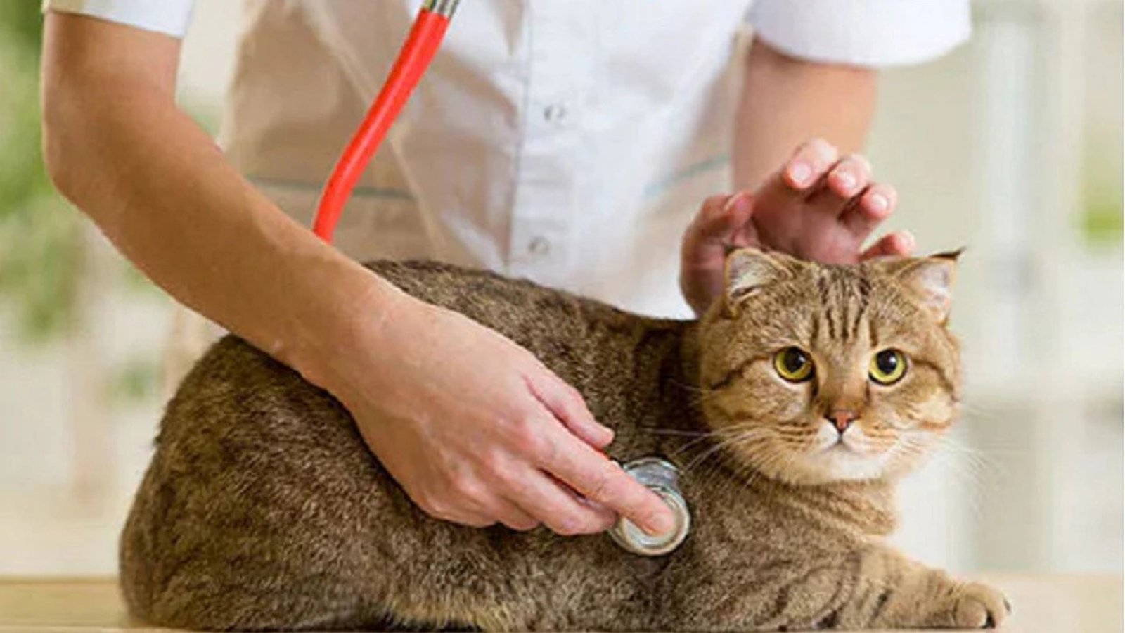 Common Health Problems Found In Cats