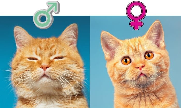 Differences in Grooming Needs Between Male and Female Cats