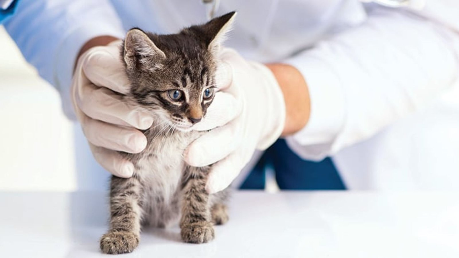 Do Female Cats Need Spaying Or Neutering