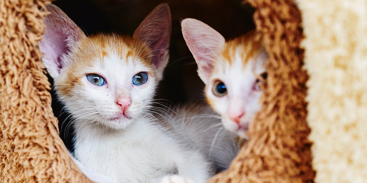 Do Male Cats Get Along Better with Other Cats..