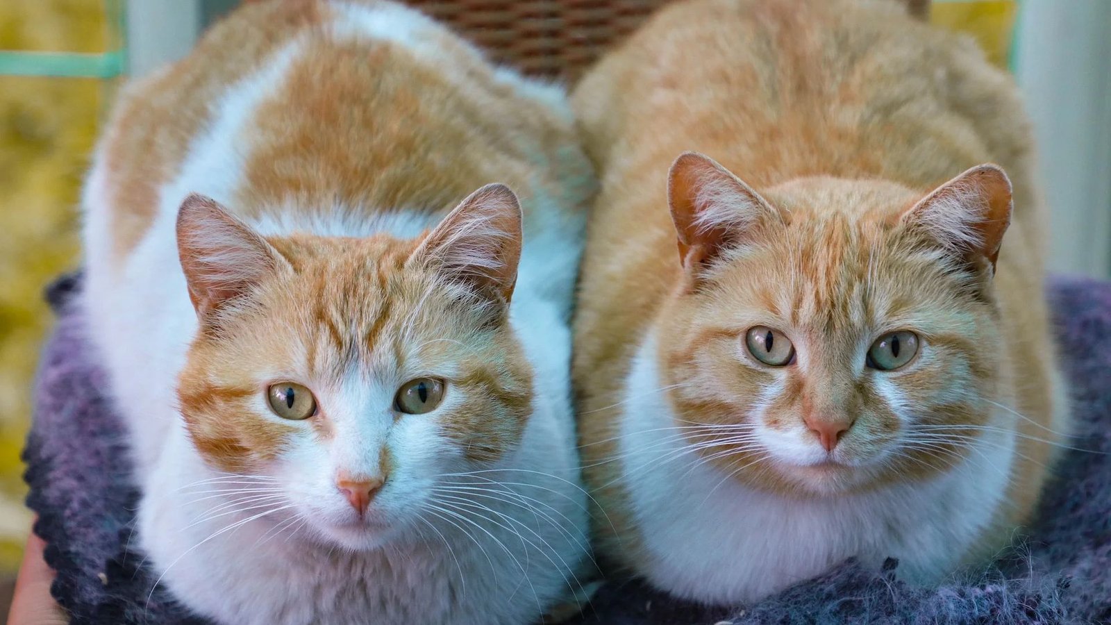 Female Cats Vs Male Cats Personality Differences