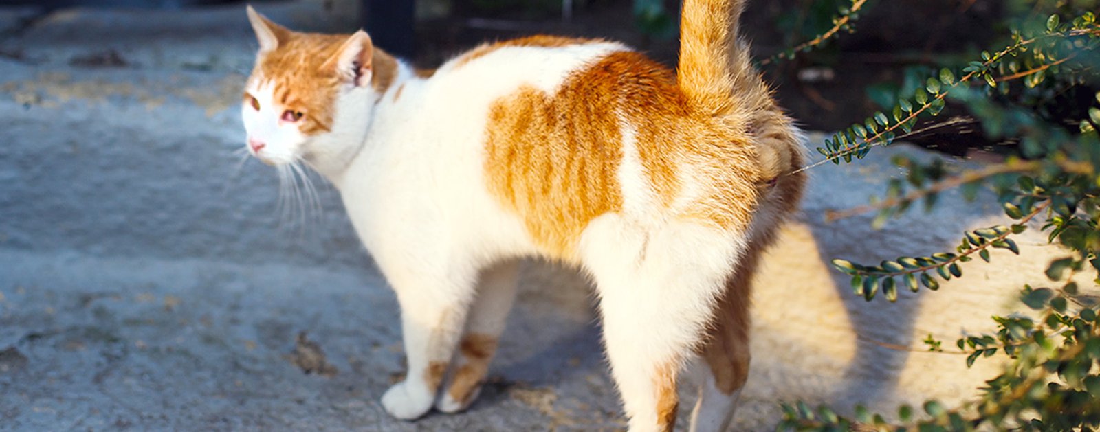 Female Cats and Their Marking Behavior: What You Need to Know