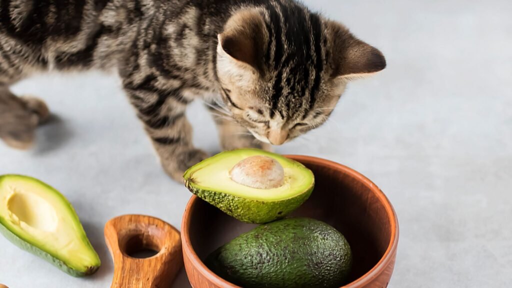 Foods That Are Toxic to Cats