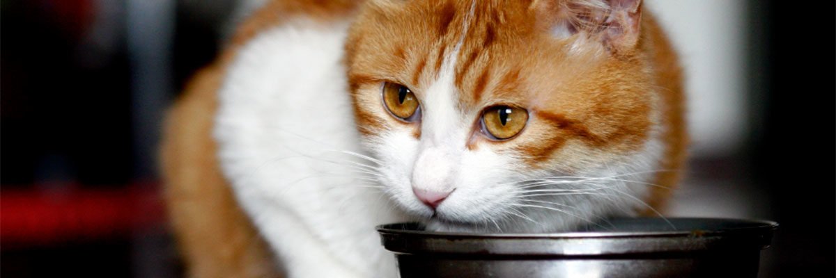 Grain-Free Cat Food: Trend or Necessity?