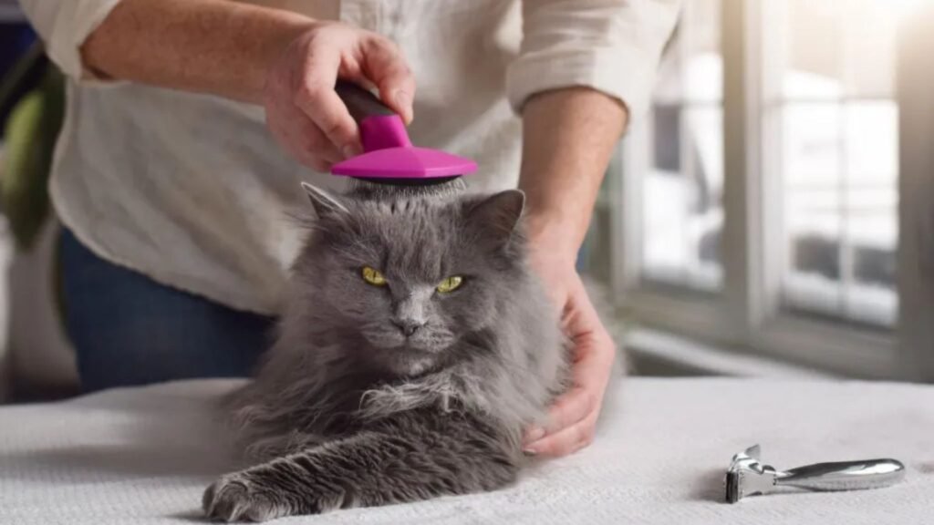 Grooming Tips for Long-Haired Female Cats