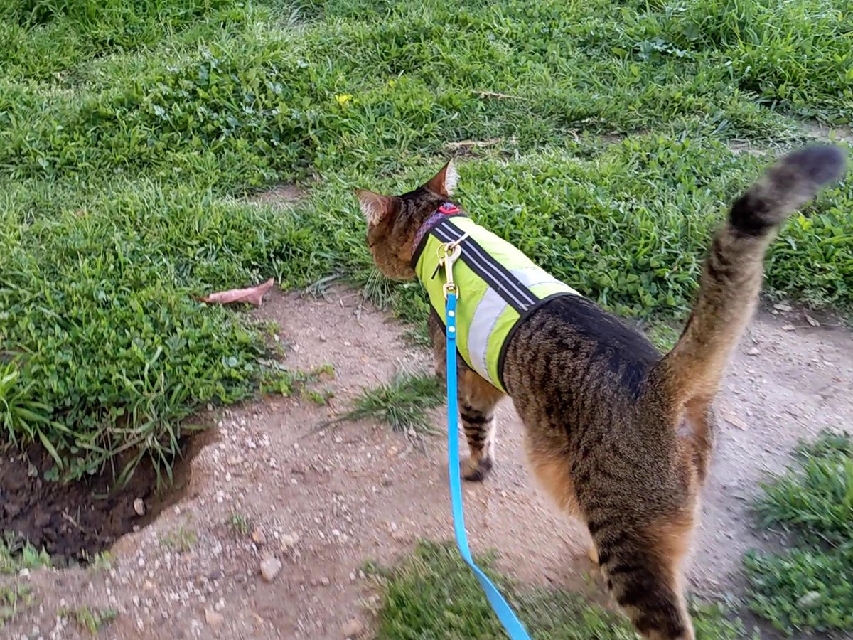 Harness and Leash Training for Cats: What You Need to Know