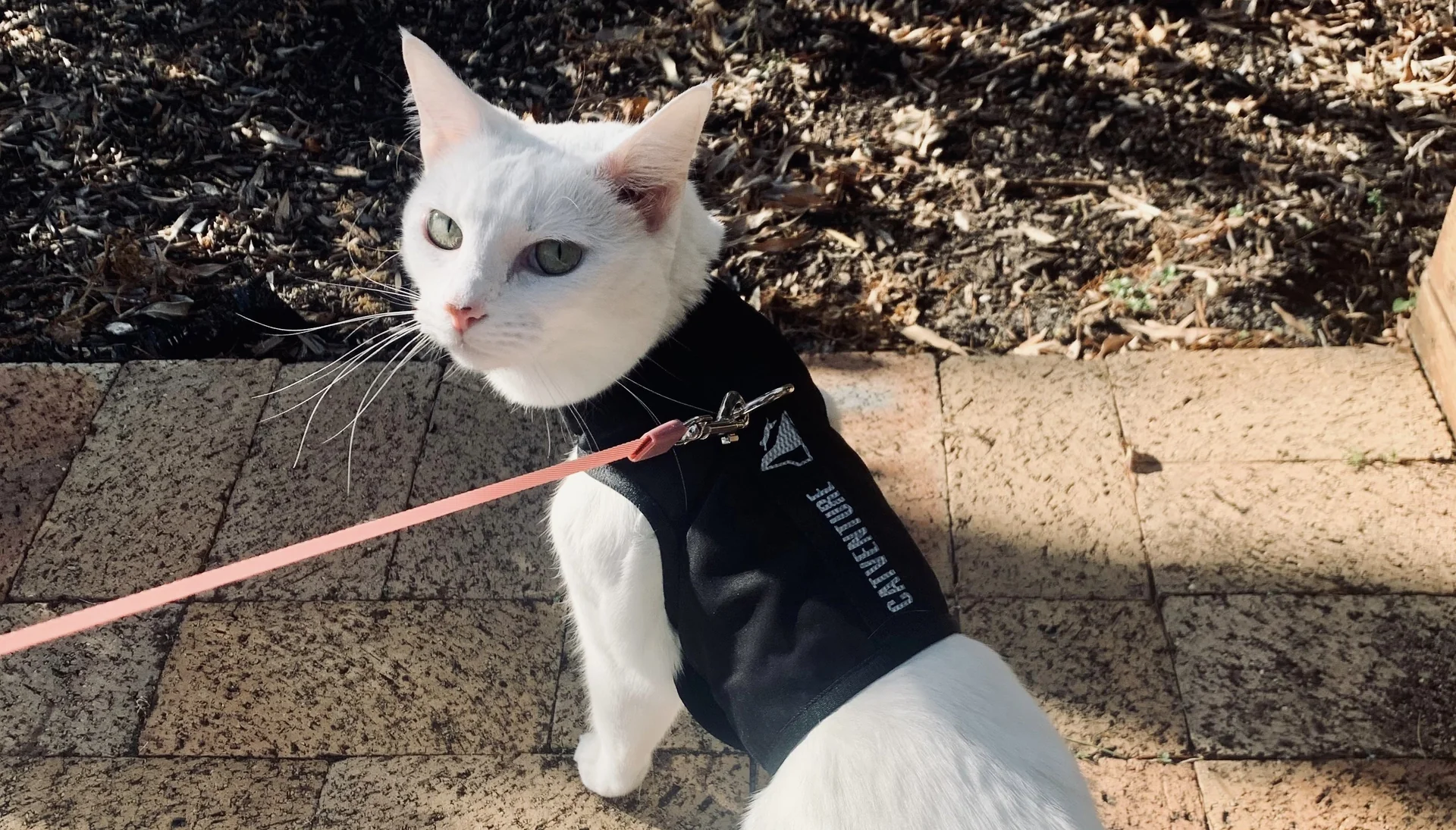 Harness and Leash Training for Cats: What You Need to Know