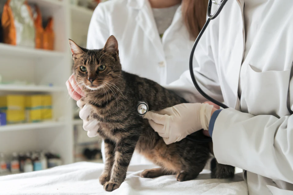 Health Concerns Specific to Male Cats