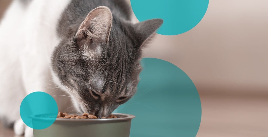 How Much Should You Feed Your Cat? Portion Guidelines