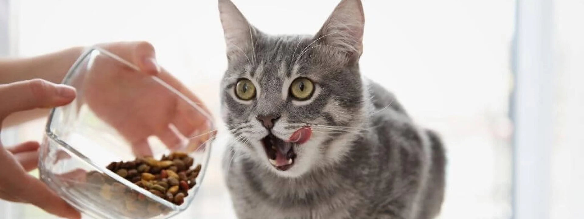 How Much Should You Feed Your Cat? Portion Guidelines