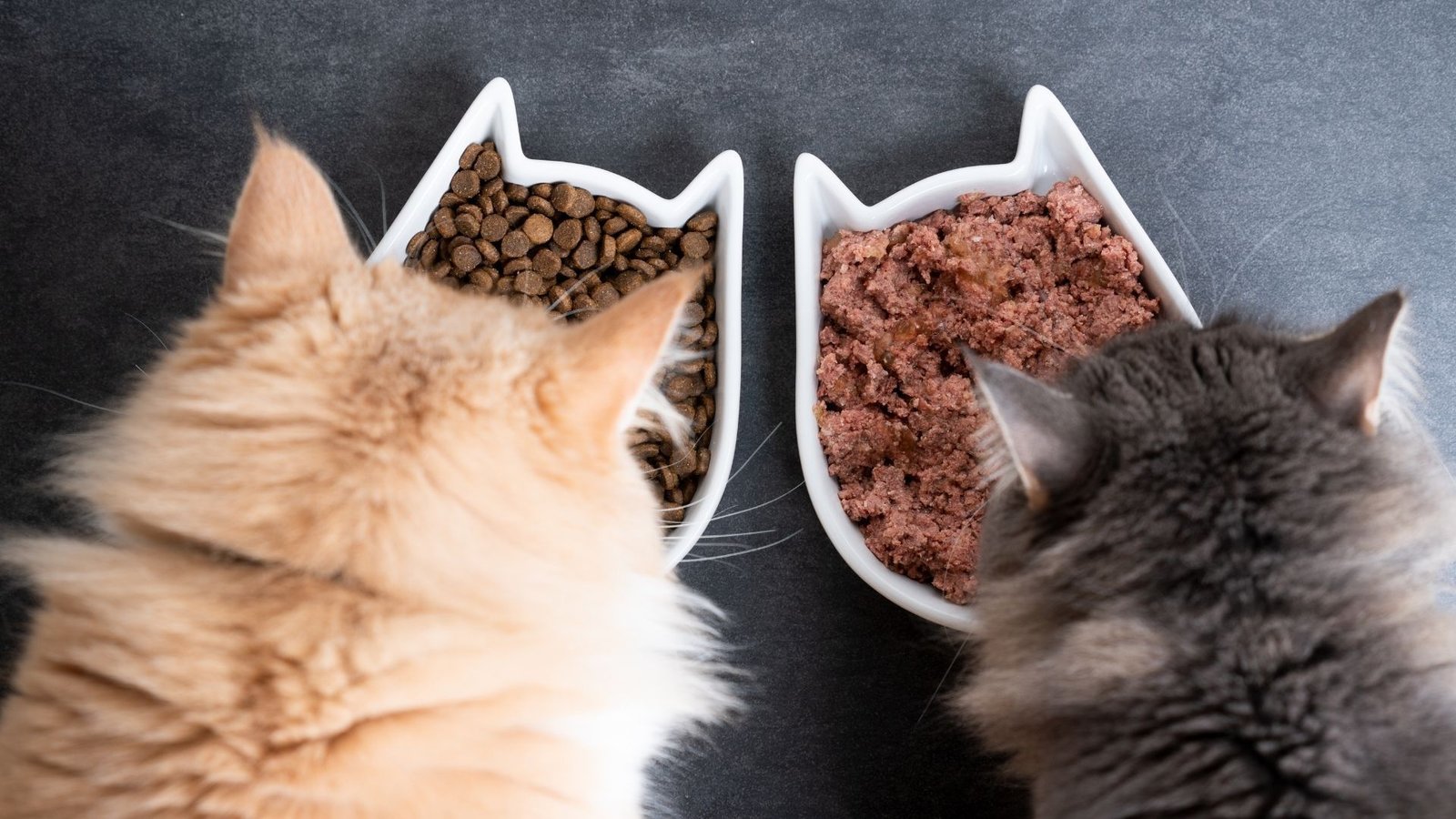 How Often Should I Feed My Cat