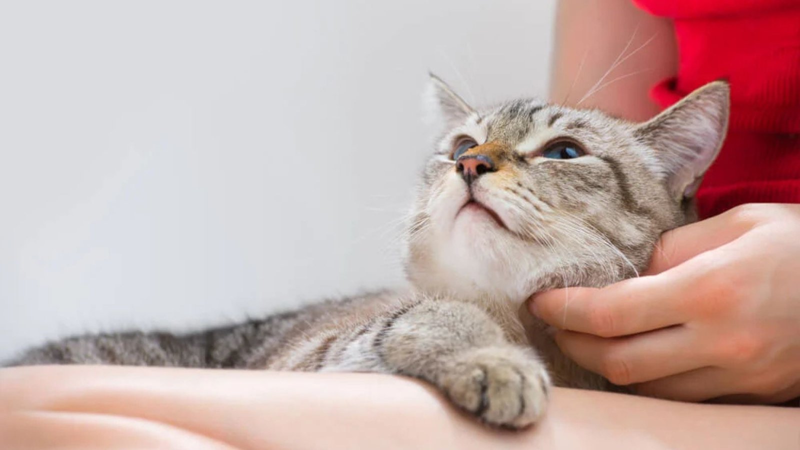 How To Care For Male Cats Properly