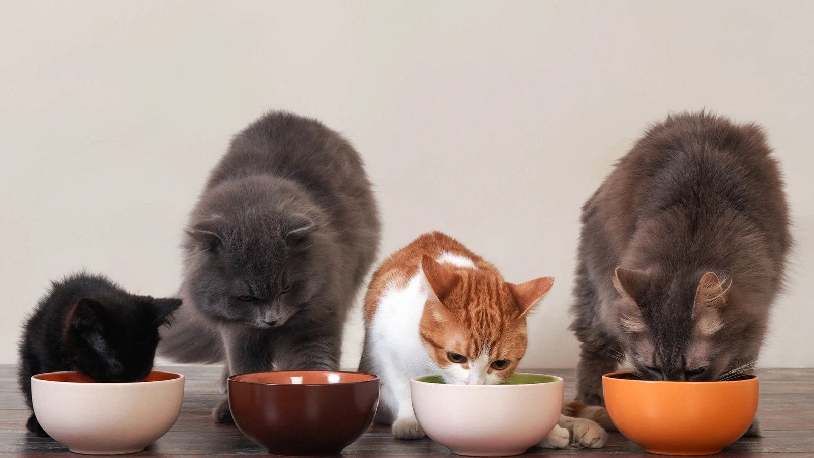 How To Choose Grain-Free Cat Food Brands