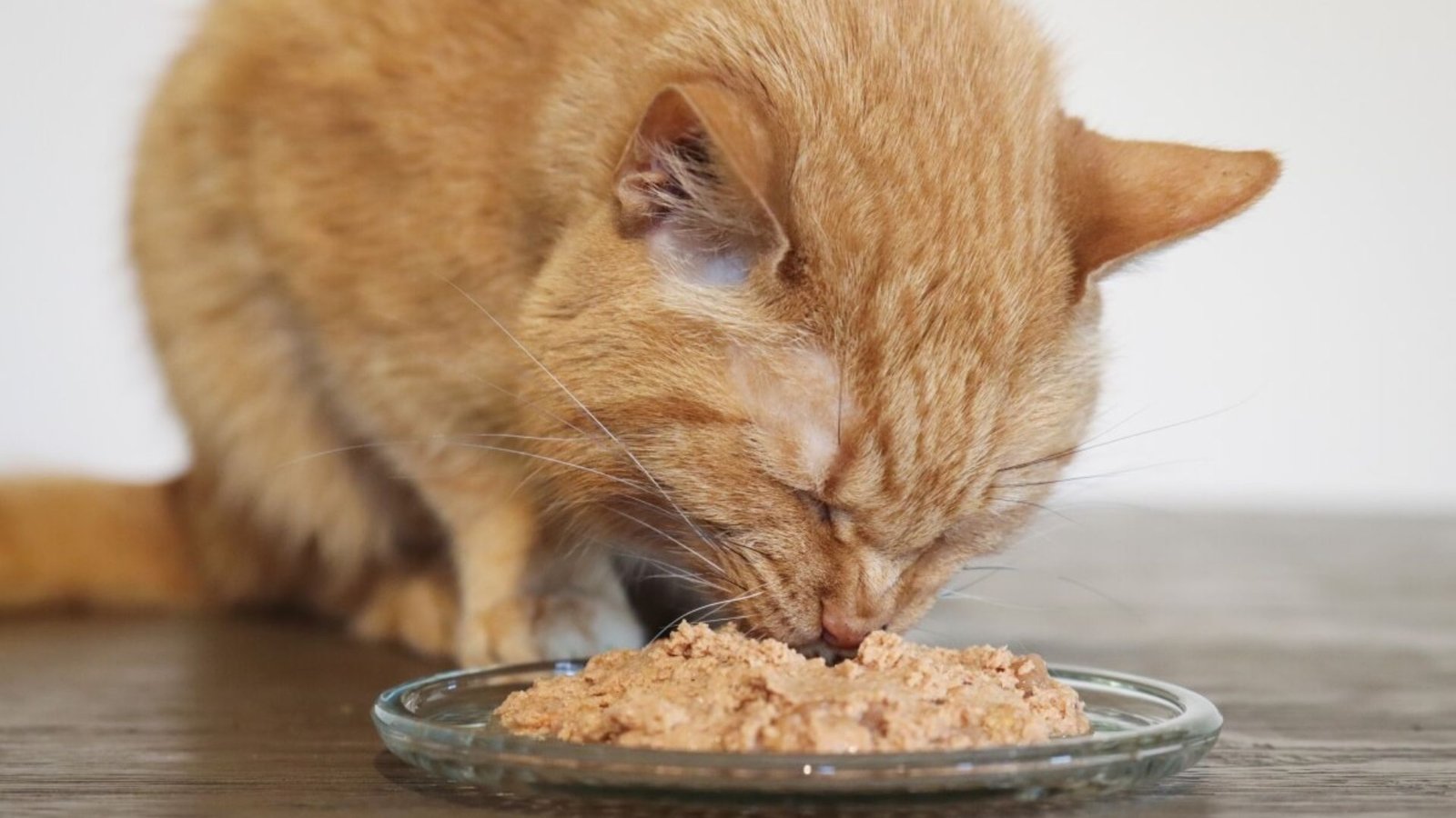 How To Choose Grain-Free Cat Food Brands