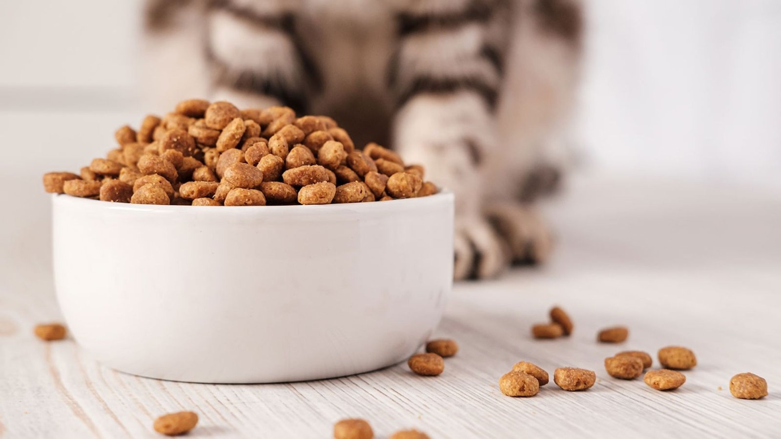 How To Choose Healthy Cat Food