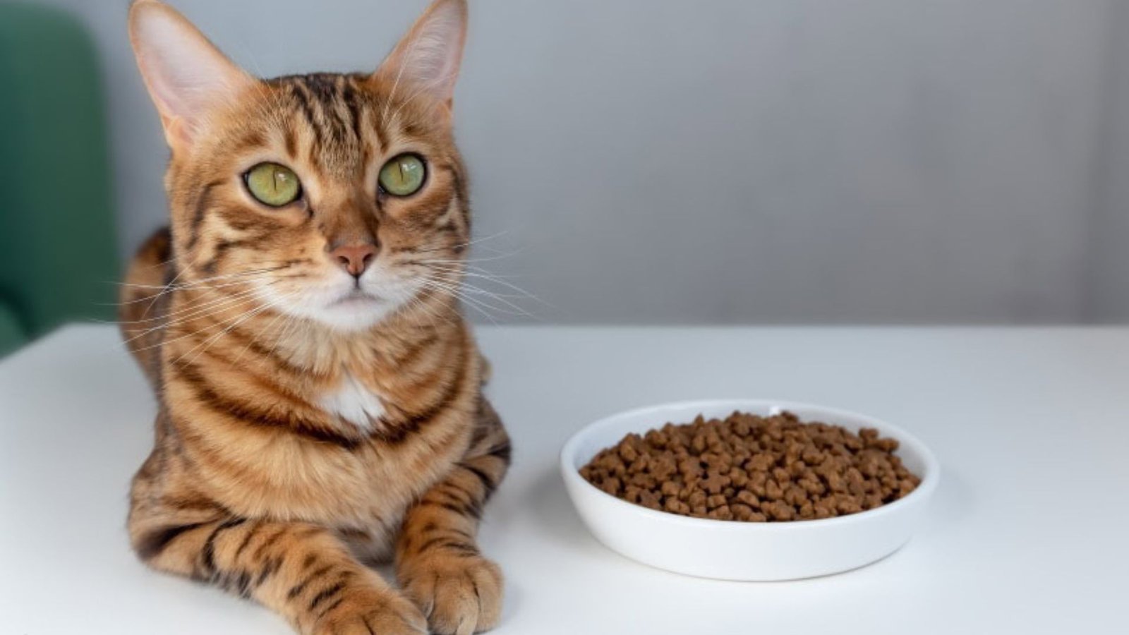 How To Choose Healthy Cat Food