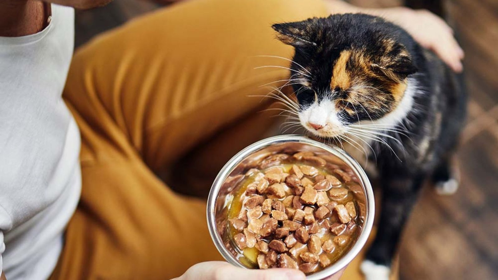 How To Deal With Picky Cat Food Eaters