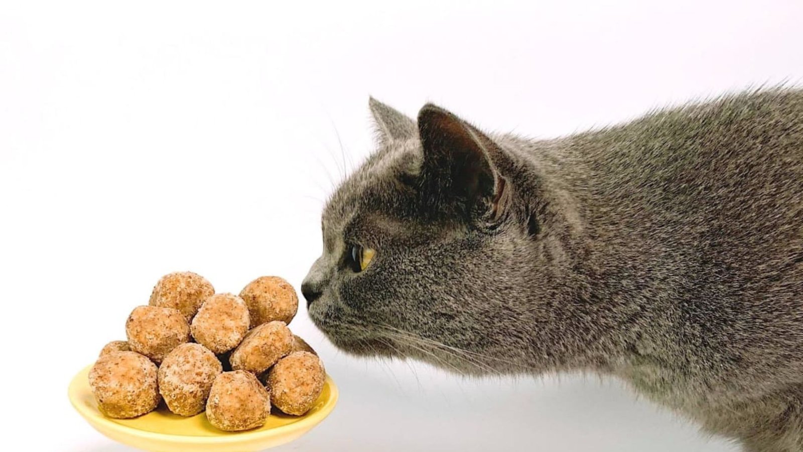 How To Deal With Picky Cat Food Eaters